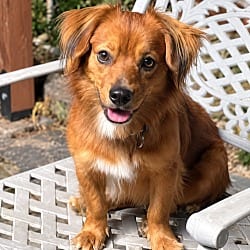 Photo of Rusty - OC, adoptable Dachshund in Los Angeles, California