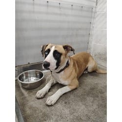Photo of Champ, adoptable American Pit Bull Terrier in San Bernardino, California