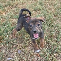 Photo of Briar AL, adoptable Husky Mixed Breed (Medium) in Hartford, Connecticut
