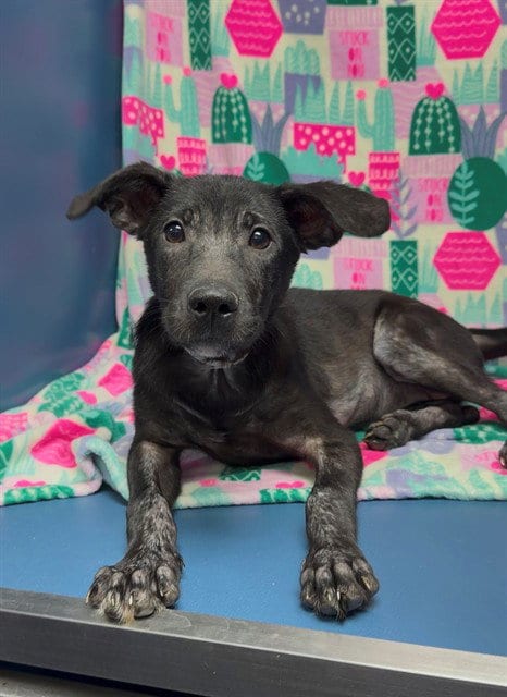 Photo of Juliette, adoptable American Pit Bull Terrier in Conroe, Texas