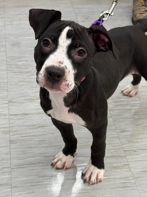 Photo of Quay, adoptable American Staffordshire Terrier in Gilberts, Illinois