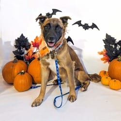 Photo of 1119 (2026) Maxwell, adoptable German Shepherd Dog Mixed Breed (Medium) in Parker, Colorado