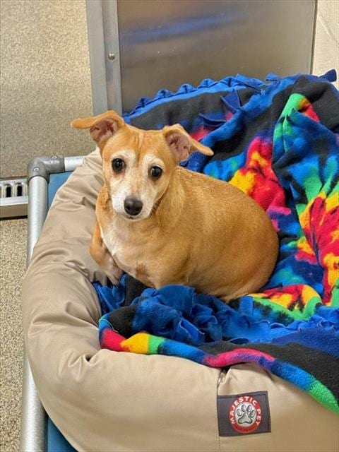 Photo of Rosie, adoptable Chihuahua in Fort Myers, Florida