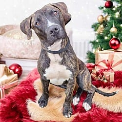 Photo of Secret Sam, adoptable Mountain Cur in East Hartford, Connecticut