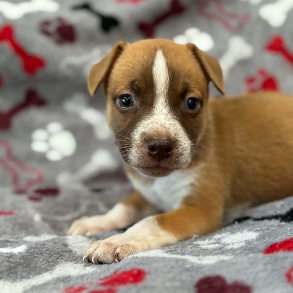 Photo of Kimberly pup - Ichabod, adoptable Cattle Dog, Australian (Red Heeler) / Mix in Fairfax Station, Virginia