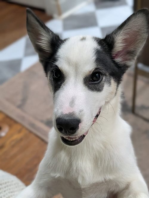 Photo of Yoshi, adoptable Husky in St. Louis, Missouri
