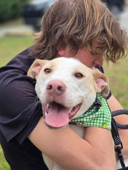 Photo of Cloud, adoptable Labrador Retriever in Orangeburg, South Carolina