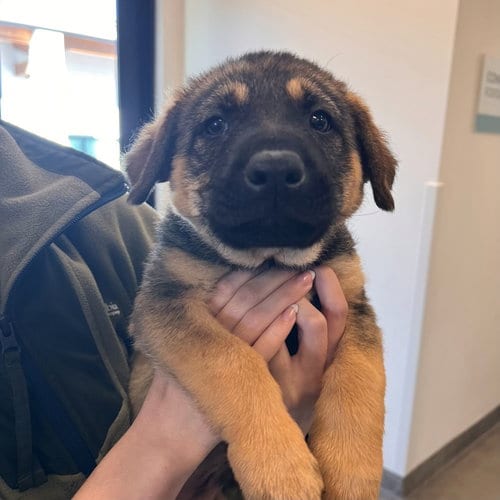 Photo of Relish, adoptable Unknown breed in Rancho Santa Fe, California
