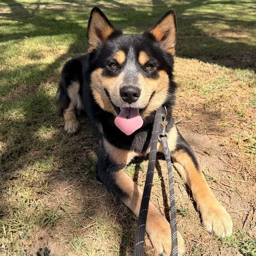 Photo of Sleeves, adoptable Australian Cattle Dog/Blue Heeler in Long Beach, California