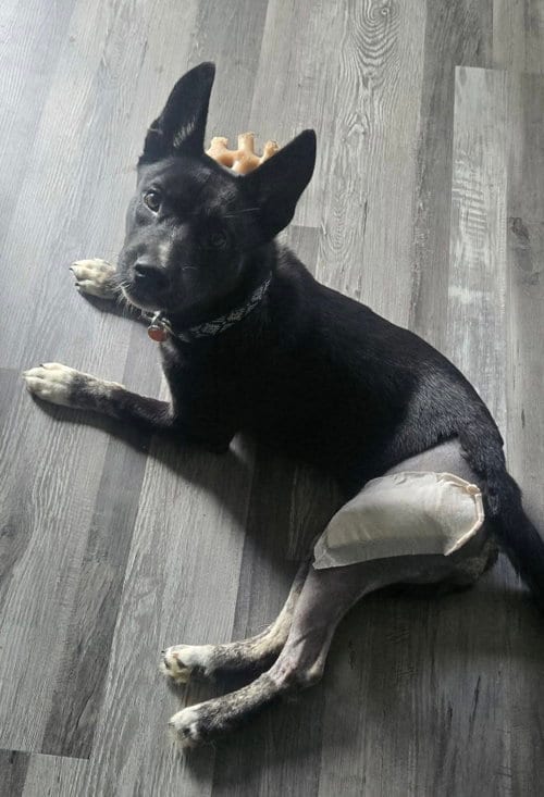 Photo of Royal (in foster), adoptable German Shepherd Dog in Pottstown, Pennsylvania