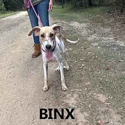 Photo of Binx, adoptable Coonhound (Unknown Type) Whippet in Washington, Georgia