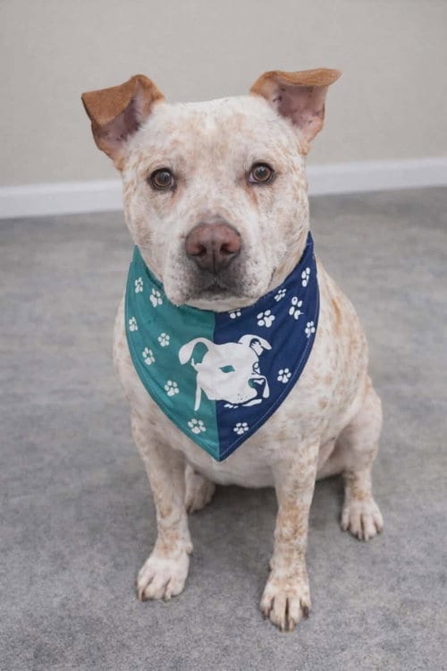 Photo of Sargent, adoptable Pit Bull Terrier in Elgin, Illinois
