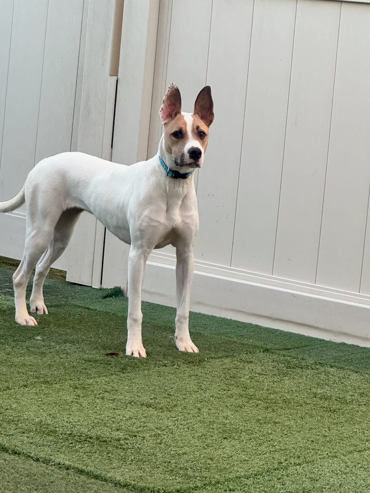 Photo of Moxie, adoptable American Pit Bull Terrier / Australian Cattle Dog in Maricopa, Arizona