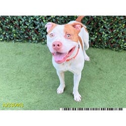 Photo of Apollo, adoptable Mixed Breed (Medium) in West Palm Beach, Florida