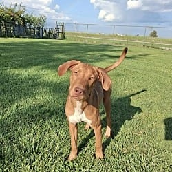 Photo of Red, adoptable Hound (Unknown Type) in East Hartford, Connecticut