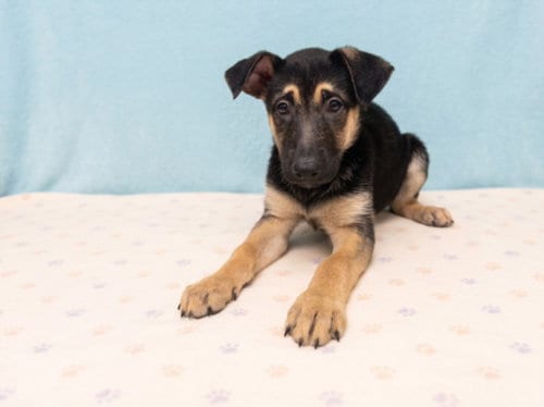Photo of Winnie, adoptable German Shepherd Dog in San Pedro, California