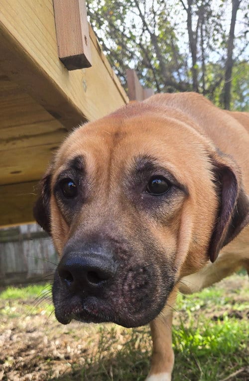 Photo of Presley, adoptable Mastiff in Jackson, Mississippi