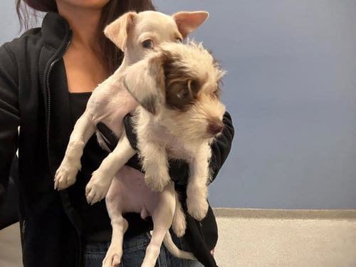 Photo of Acorn, adoptable Cairn Terrier in Orange, California