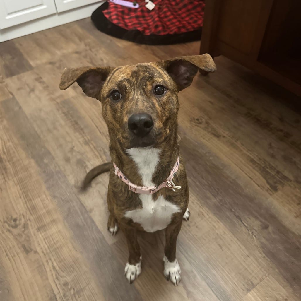 Photo of Mel (Toasted Marshmallow) D12821, adoptable Cattle Dog, Australian (Red Heeler) / Terrier, Pit Bull in Princeton area, Minnesota