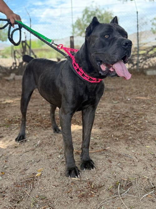 Photo of China, adoptable Cane Corso Mastiff in Goodyear, Arizona