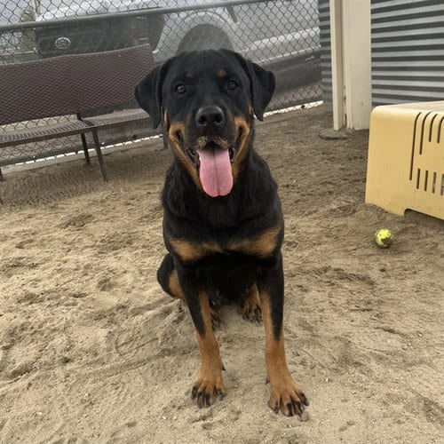 Photo of Sally, adoptable Rottweiler in Thousand Palms, California