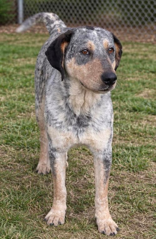 Photo of Dusty, adoptable Australian Cattle Dog/Blue Heeler in Sistersville, West Virginia