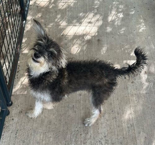 Photo of Ziggy, adoptable Schnauzer in Oak Bluffs, Massachusetts