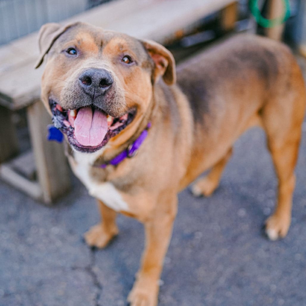 Photo of Squeeze, adoptable Mixed Breed (Large) in San Francisco, California