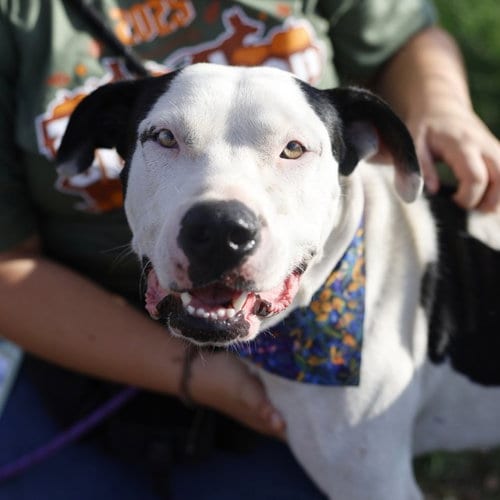 Photo of Percy, adoptable American Staffordshire Terrier in San Antonio, Texas