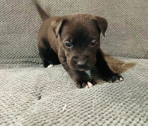 Photo of Ghost, adoptable Labrador Retriever in Princeton, Minnesota