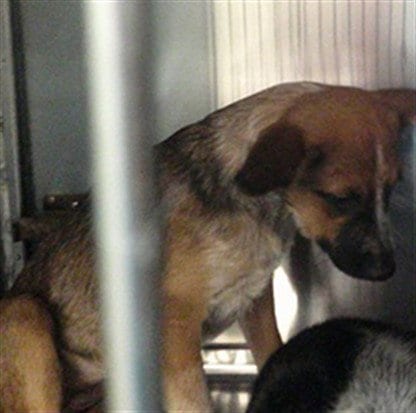 Photo of A481382, adoptable Australian Cattle Dog/Blue Heeler in Oklahoma City, Oklahoma