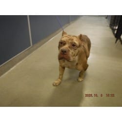 Photo of Maple, adoptable American Bulldog in Doral, Florida