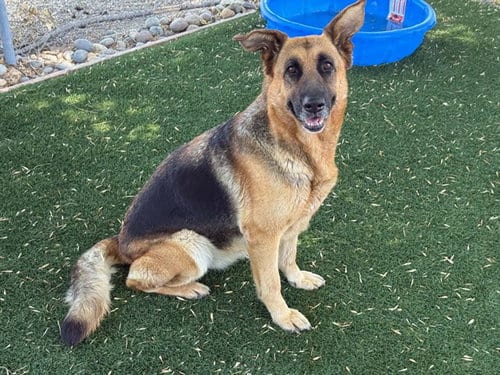 Photo of Charlotte, adoptable German Shepherd Dog in Antioch, California
