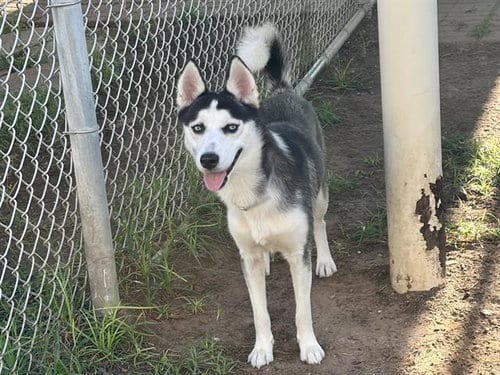 Photo of Luna, adoptable Siberian Husky in Houston, Texas