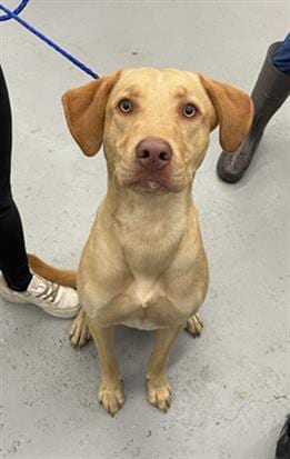 Photo of Finnick, adoptable Labrador Retriever in Waco, Texas