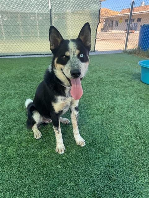 Photo of Norbert, adoptable Australian Cattle Dog/Blue Heeler in Castaic, California
