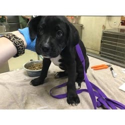 Photo of Rocky, adoptable Boxer in Jurupa Valley, California