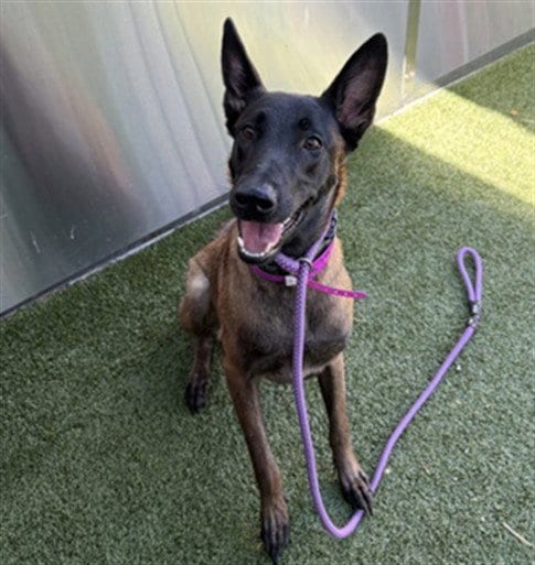 Photo of Cookie Crisp, adoptable Belgian Shepherd Malinois in Detroit, Michigan