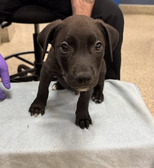 Photo of Ducky, adoptable American Pit Bull Terrier in Miami, Florida