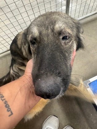 Photo of Pookah, adoptable Shepherd/Mix in Raeford, North Carolina