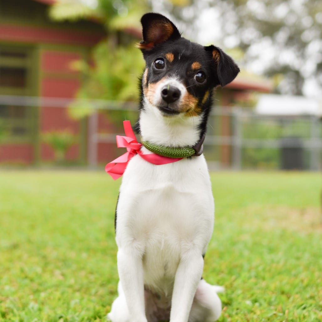 Photo of Duckie, adoptable Mixed Breed (Small)