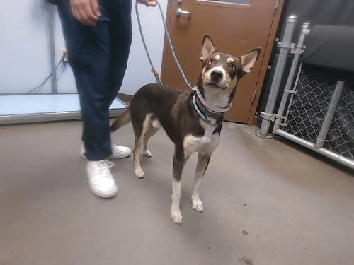 Photo of Jello, adoptable Australian Kelpie in Phoenix, Arizona