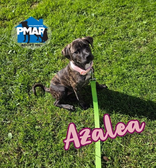 Photo of Azalea, adoptable Pit Bull Terrier in Binghamton, New York