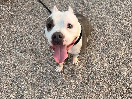 Photo of Coco, adoptable American Pit Bull Terrier in Mesa, Arizona