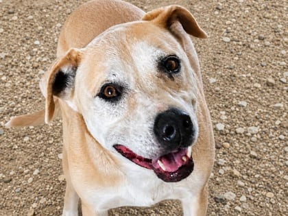 Photo of Happy, adoptable dog in Georgetown, Texas