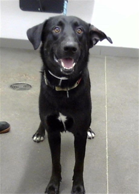 Photo of Boxer, adoptable German Shepherd Dog in Mesa, Arizona