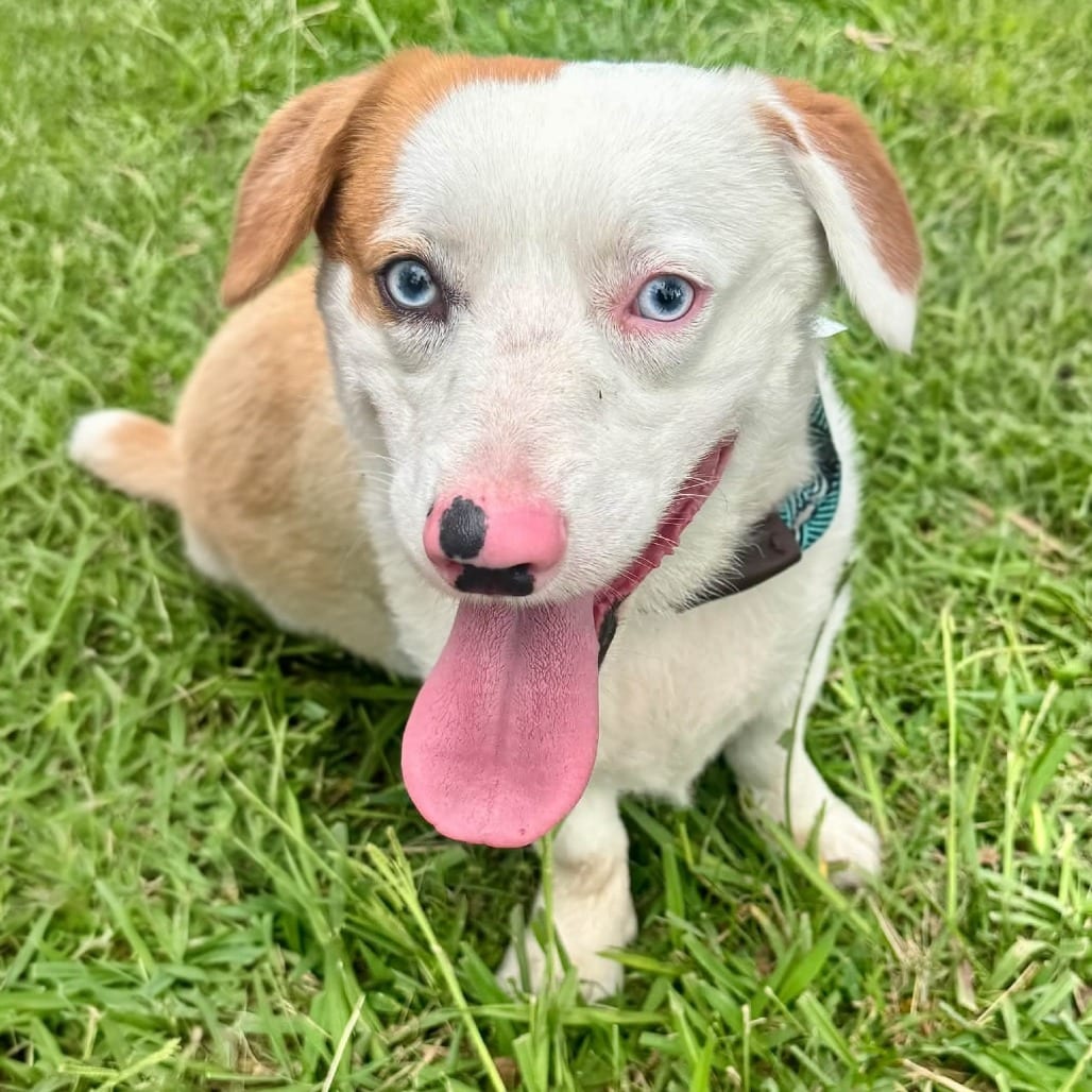 Photo of Astro - City of Industry Location, adoptable Corgi, Pembroke Welsh / Shepherd, Australian
