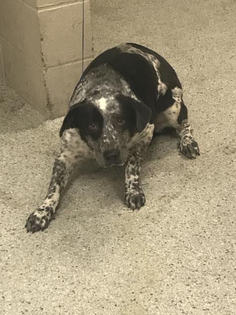 Photo of A433532, adoptable Australian Cattle Dog/Blue Heeler in Conroe, Texas