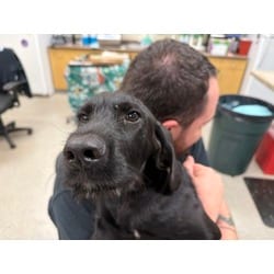 Photo of Raven, adoptable Mixed Breed (Medium) in Maumee, Ohio