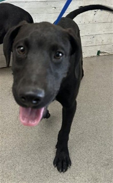 Photo of Brodie, adoptable Labrador Retriever in San Bernardino, California